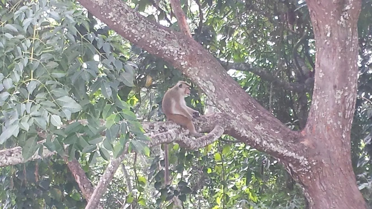 Shenaya Holiday Resort Kandy